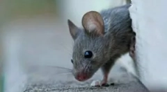 Што да направите ако го залажуваме глувчето?